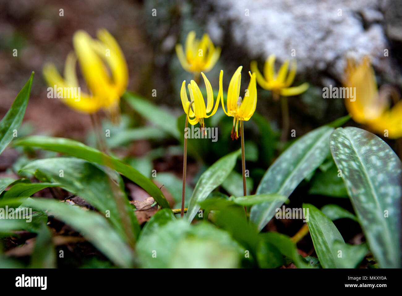 Trout Lily, Dog-Tooth Violet (Erythronium umbilicatum) - Coontree Trail, Pisgah National Forest, Brevard, North Carolina, USA Stock Photo