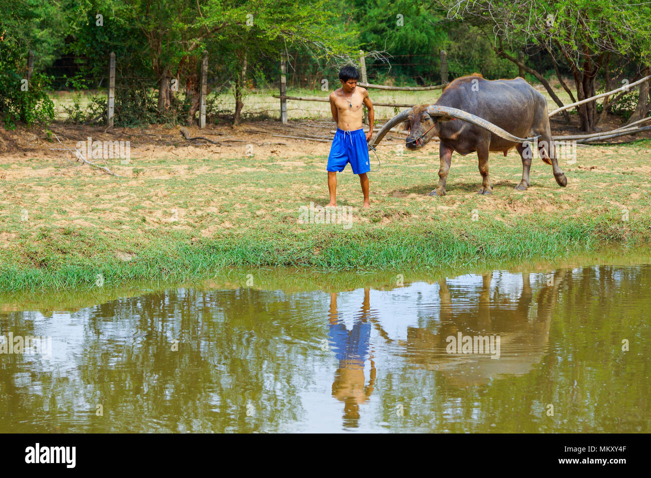 Singburi, Thailand - May 19, 2013: Cattleman without shirt pulling buffalo walking on rural field in Singburi, Thailand Stock Photo