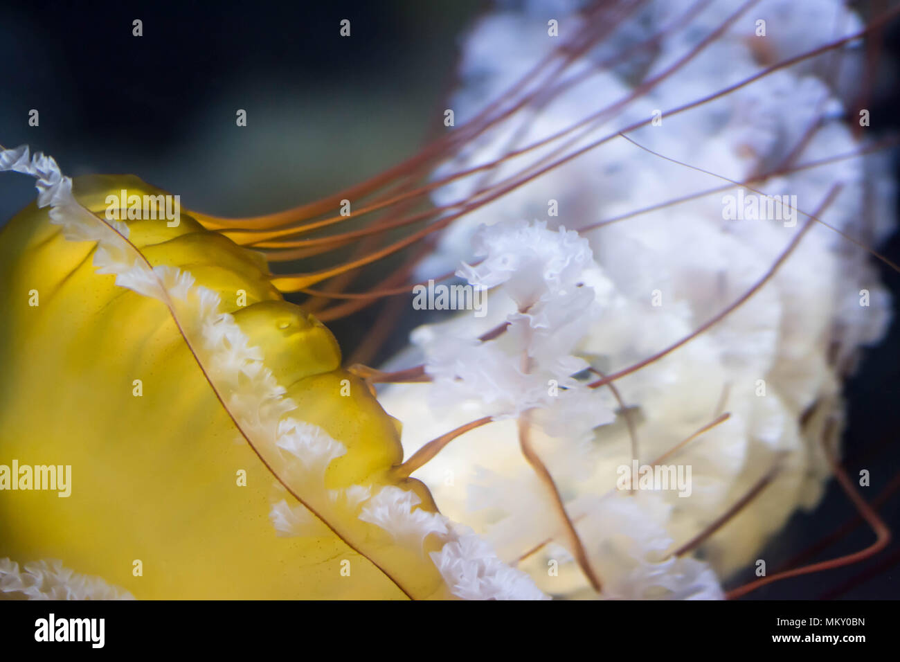 Background image of Chrysaora fuscescens macro close up shot. The Pacific sea nettle (Chrysaora fuscescens), or West Coast sea nettle, is a common fre Stock Photo