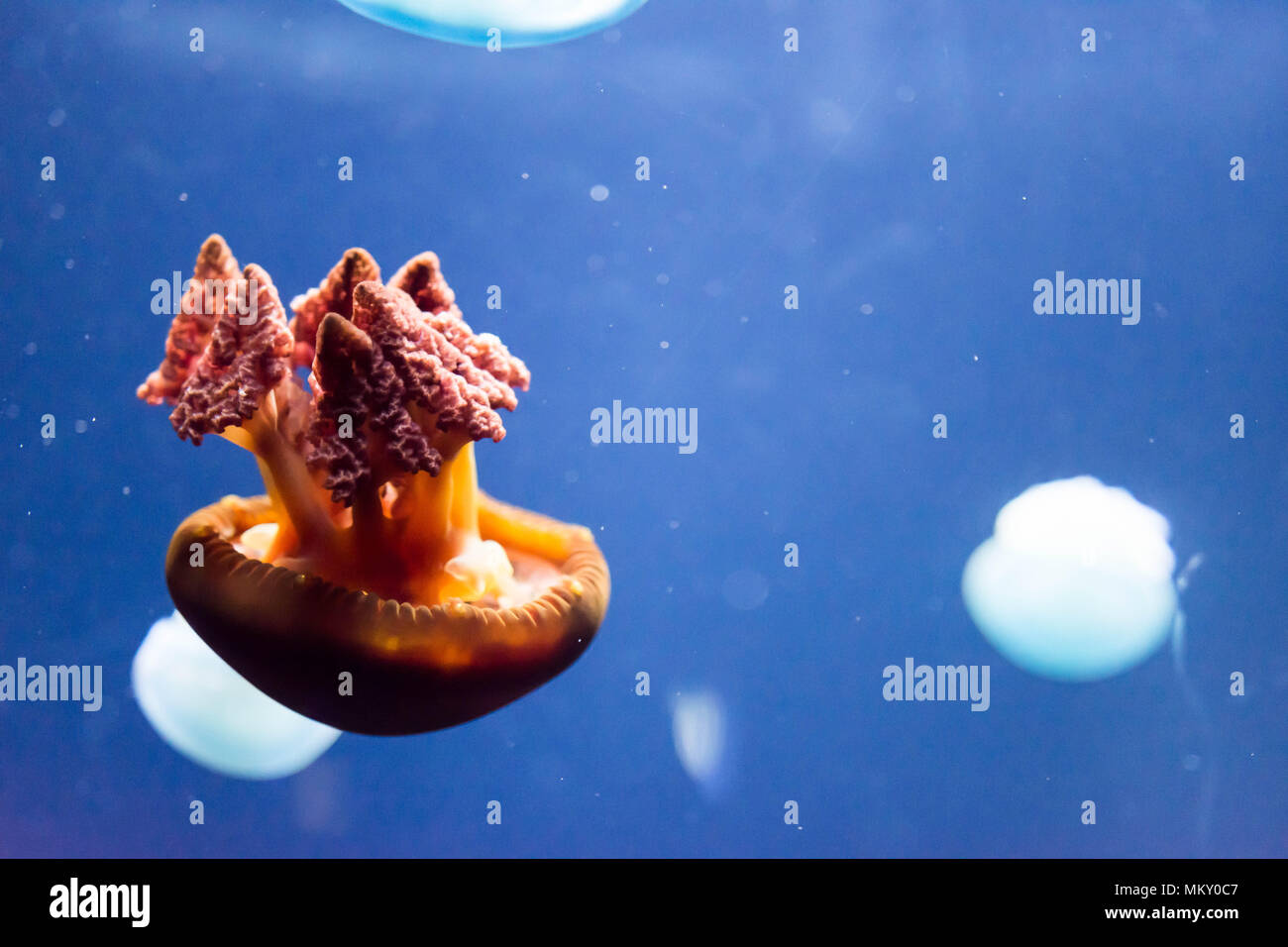 Close up macro Horizontal Full length image of a breede jellyfish brown ...