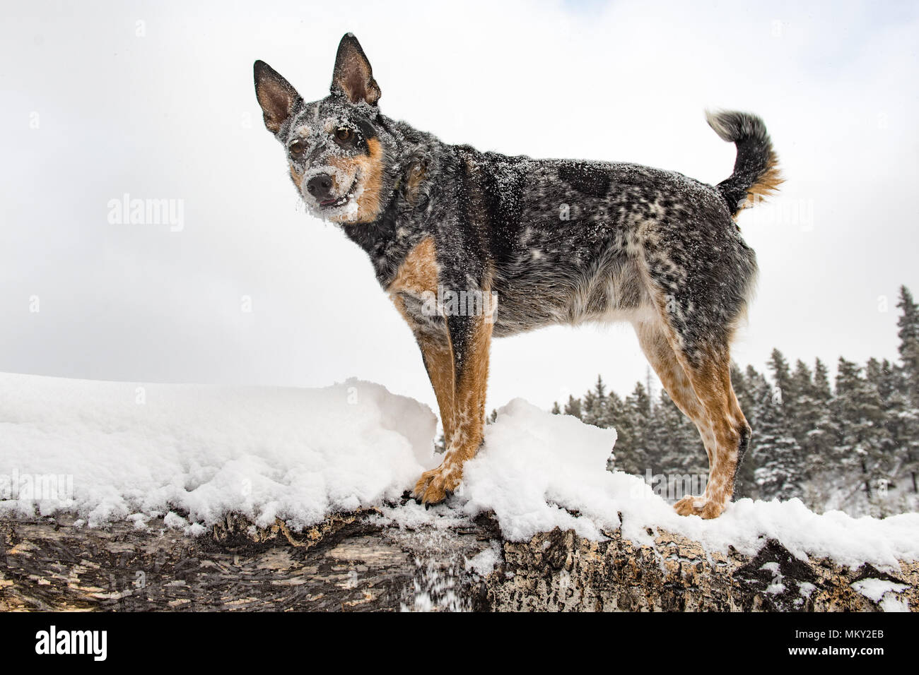 Australian Cattle Dog playing in the snow in the mountains Banff