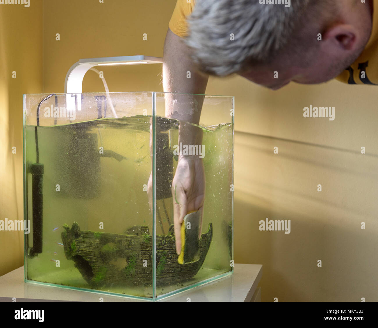 Adult caucasian male man cleaning fish tank glass from green algae using  scrubber cleaning sponge Model Release: Yes. Property Release: No Stock  Photo - Alamy