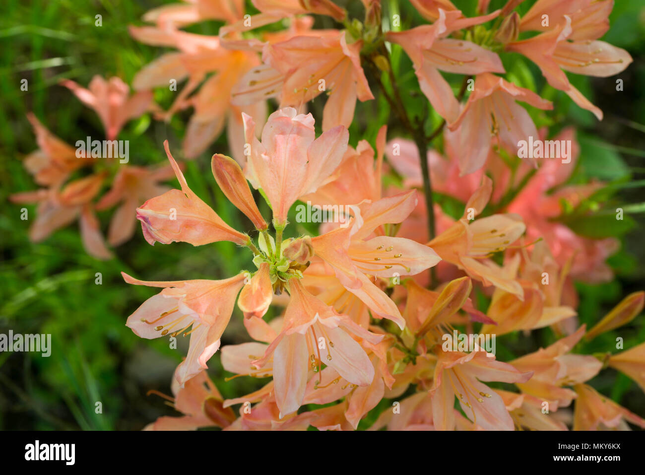 orange rhododendron molle subsp japonicumflowers in bloom macro selective focus Stock Photo