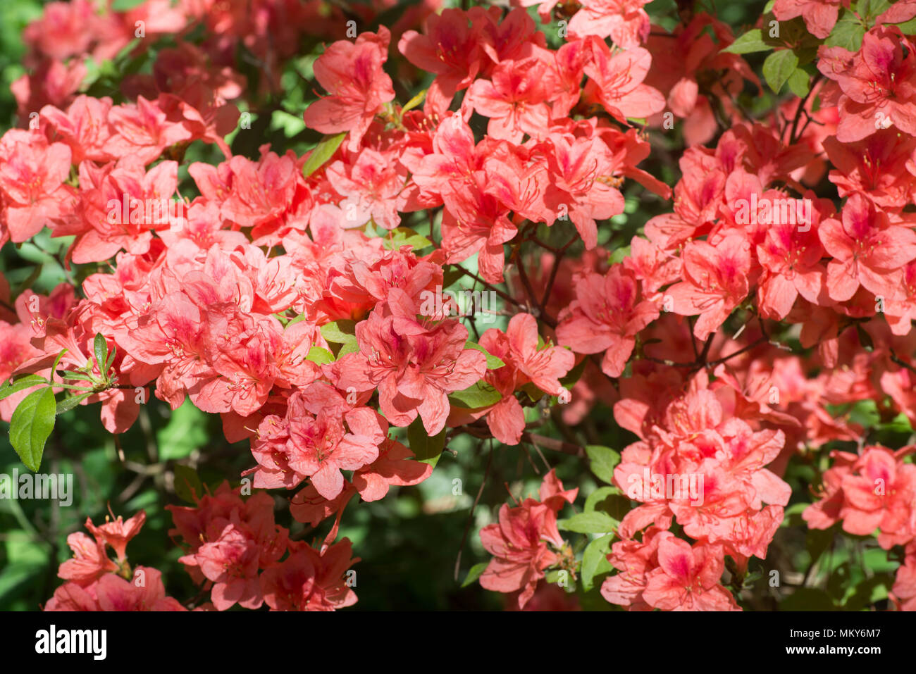 rhododendron Kaempferi  flowers in bloom macro selective focus Stock Photo