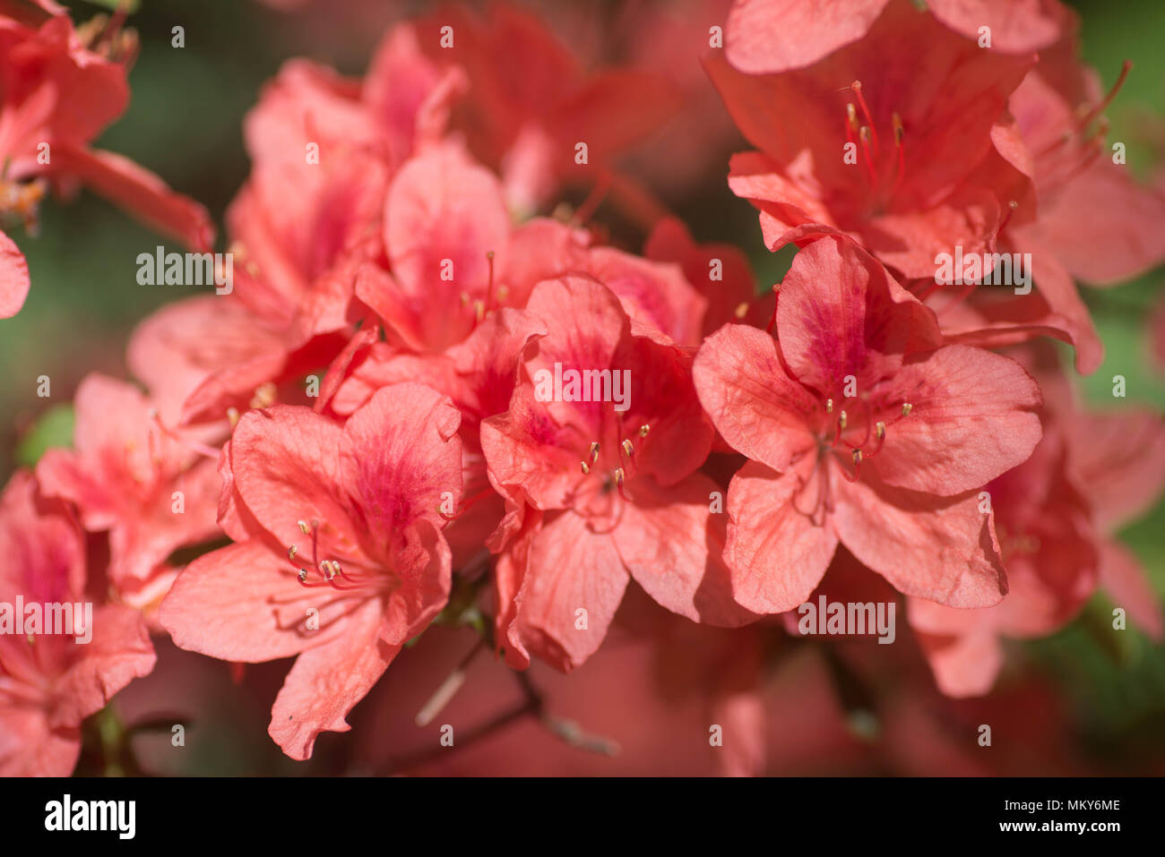 rhododendron Kaempferi  flowers in bloom macro selective focus Stock Photo