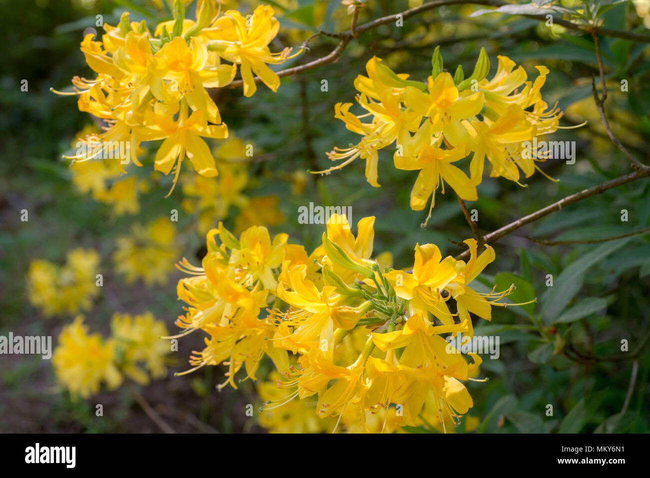 yellow rhododendron flowers in bloom macro selective focus Stock Photo