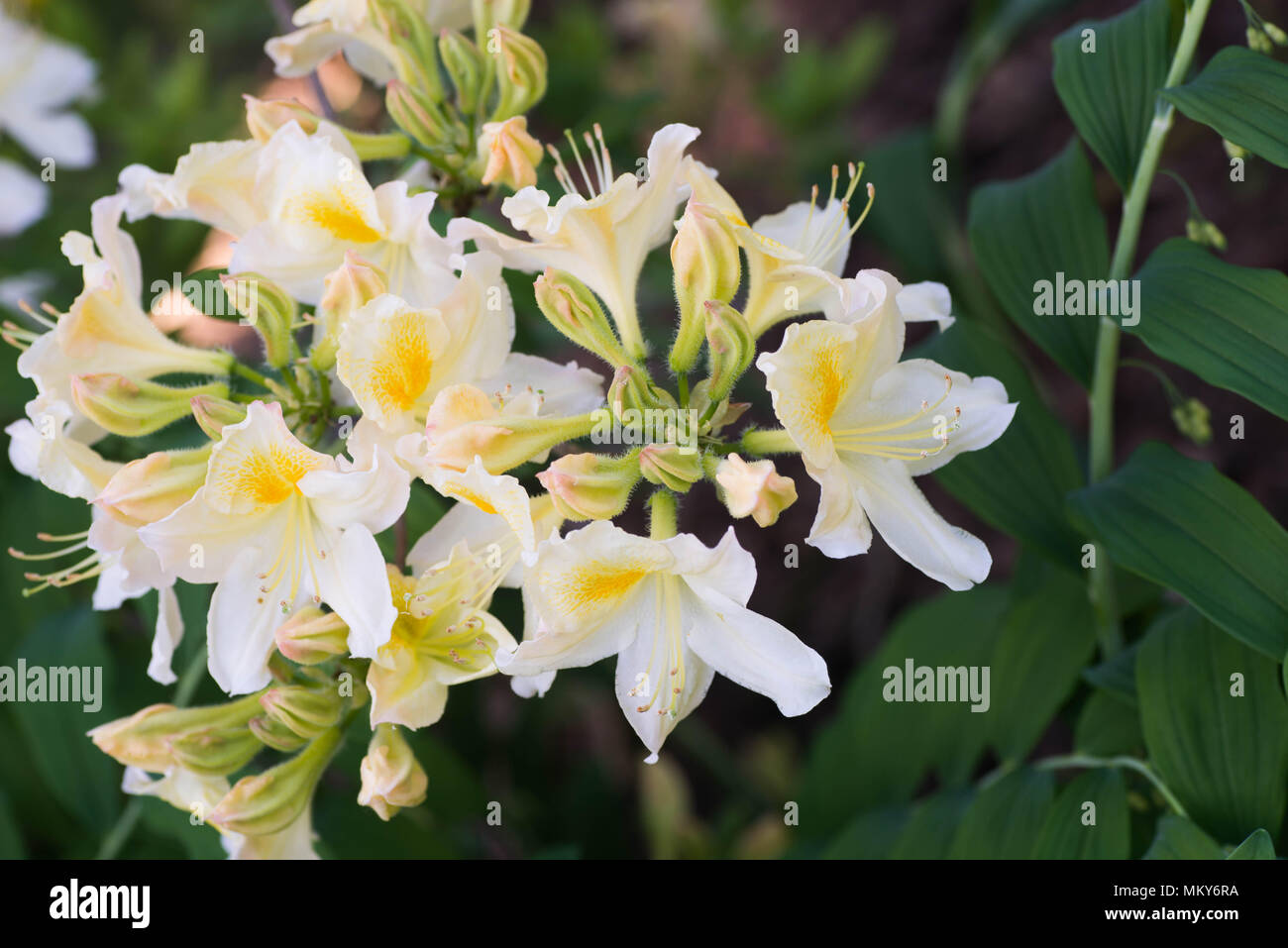 white and yellow Oxydol rhododendron flowers in bloom macro selective focus Stock Photo