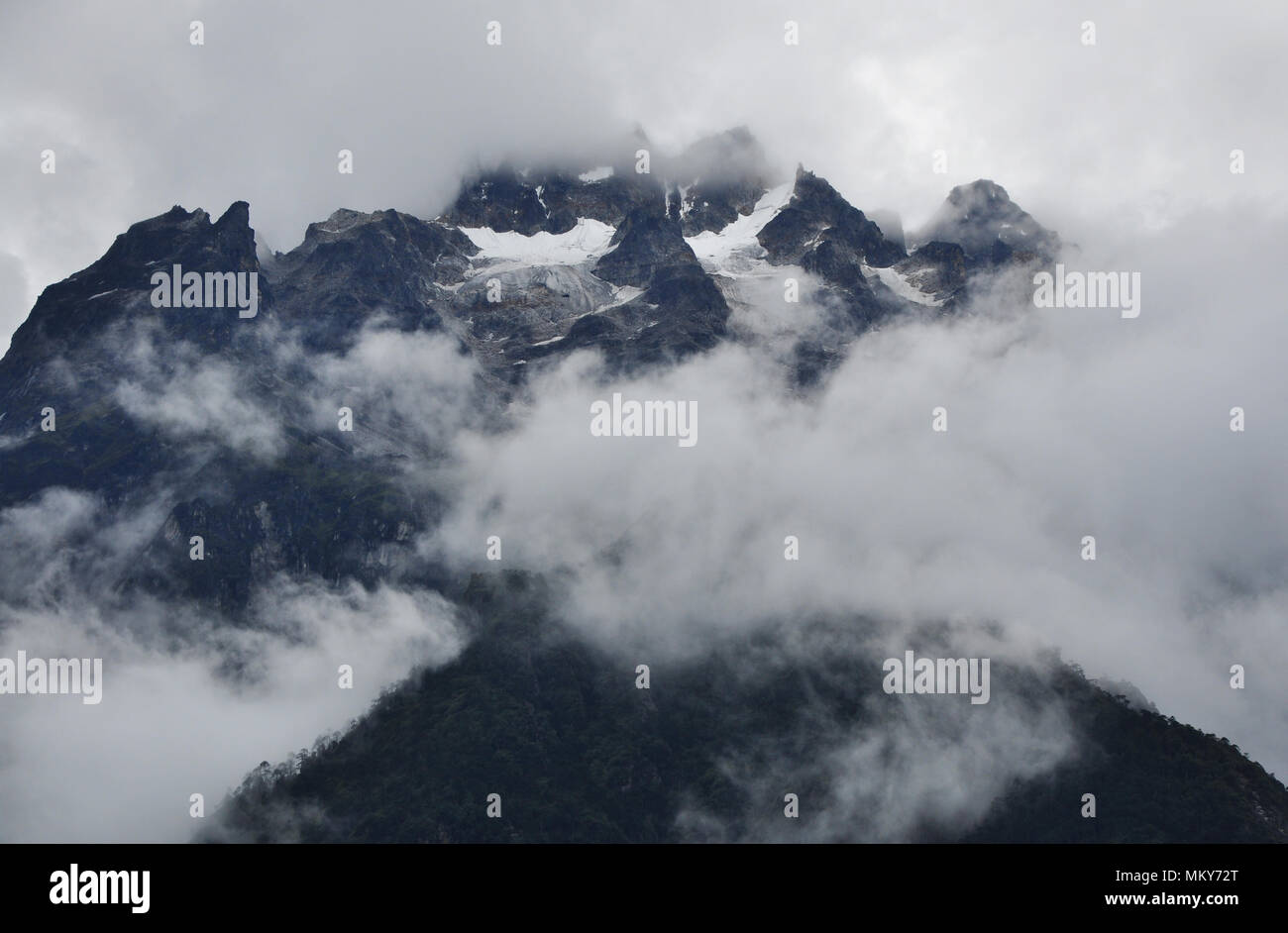 Sikkim Tree High Resolution Stock Photography and Images Alamy