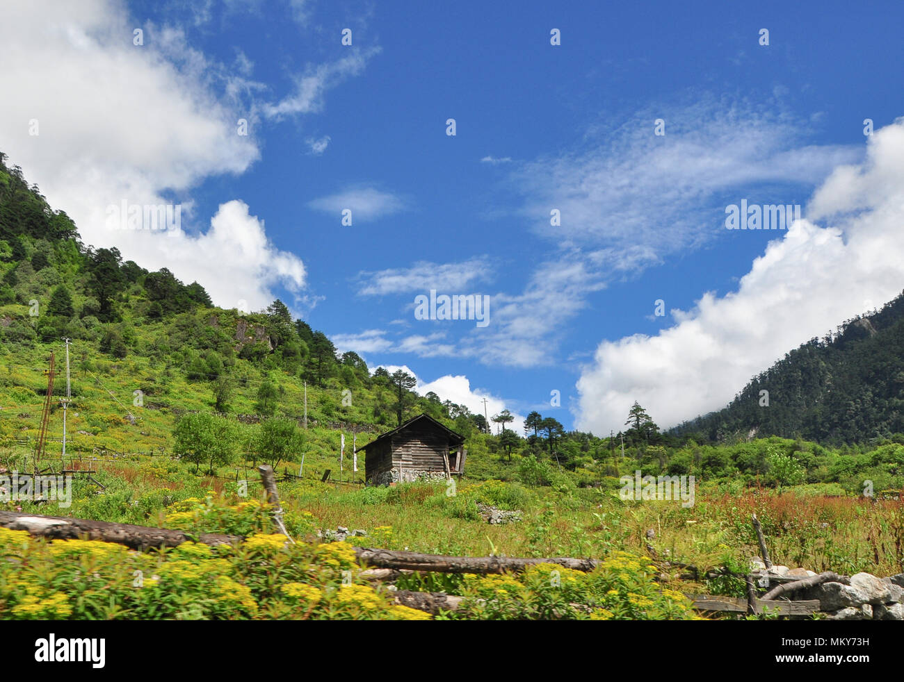 Sikkim Tree High Resolution Stock Photography and Images Alamy