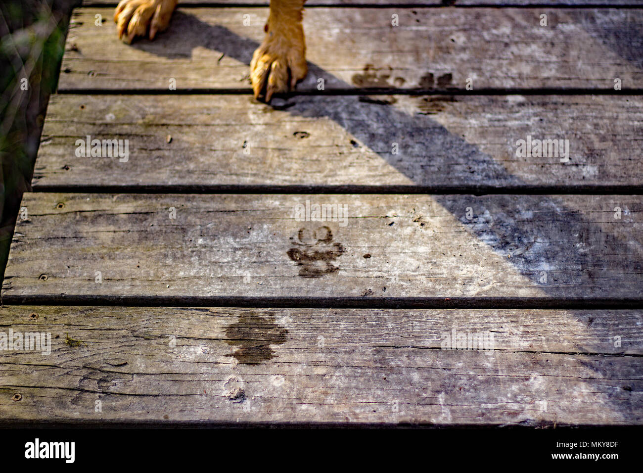 Paw prints glistening at golden hour during spring in the Midwest, USA. Stock Photo