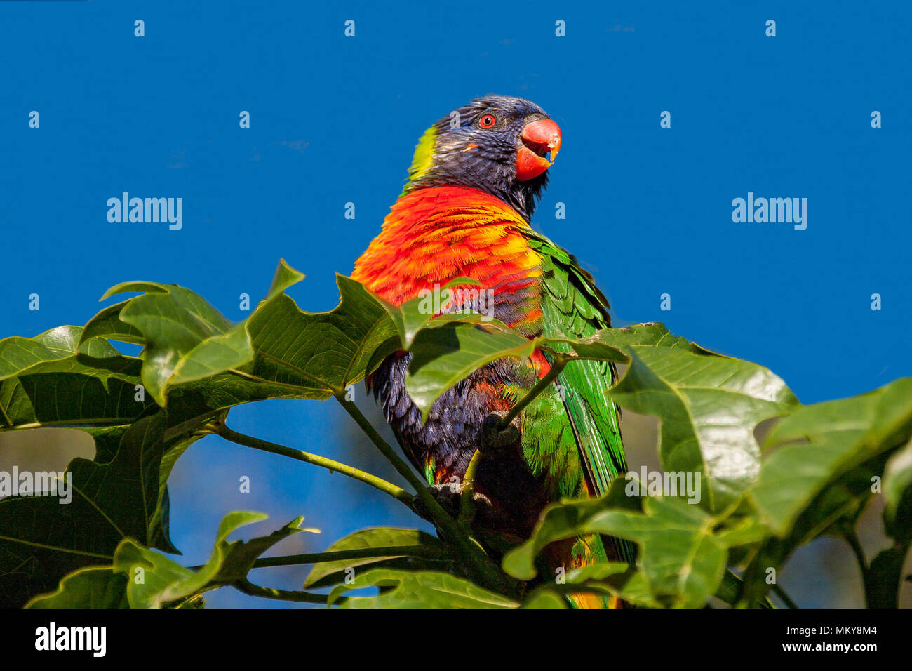 Rainbow lorikeet perched in a tree Stock Photo