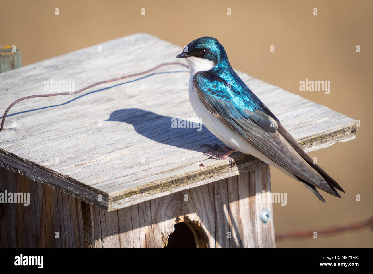 A male tree swallow (Tachycineta bicolor) perched on a birdhouse near Beaverhill Lake, Alberta, Canada. Stock Photo