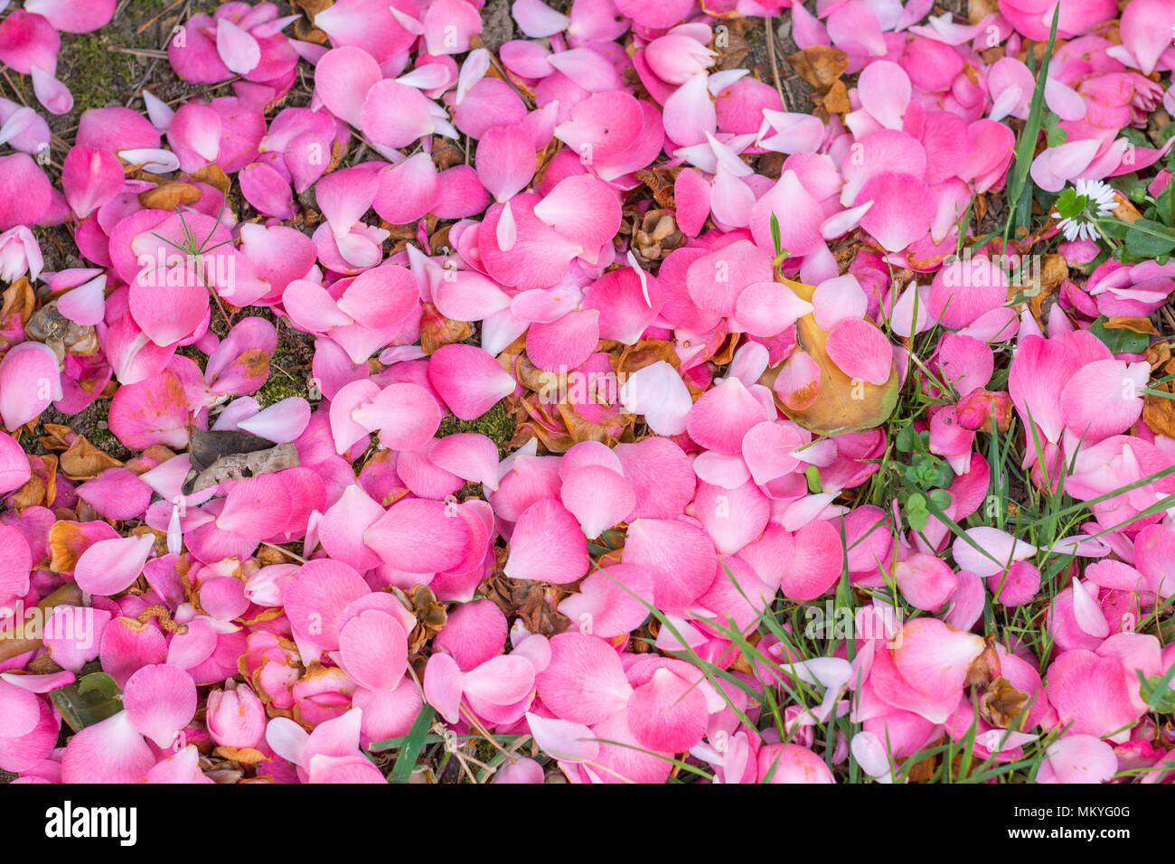 background of Fallen petals of pink camellia Stock Photo