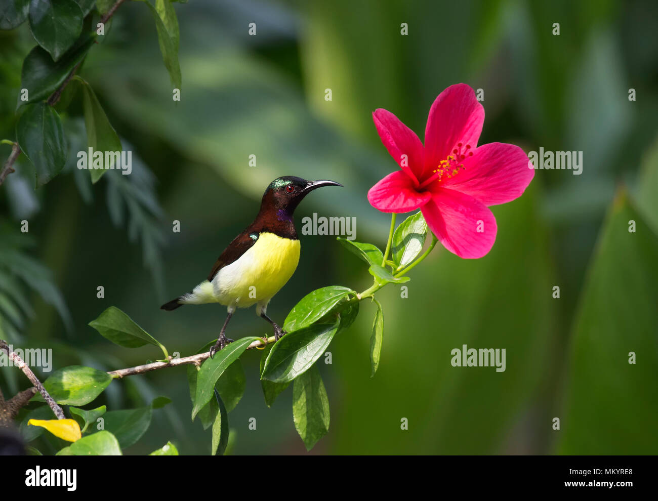 Purple-Rumped Sunbird clicked with flower at one fine morning at Gandhinagar, Gujarat, India via Canon kit. Stock Photo