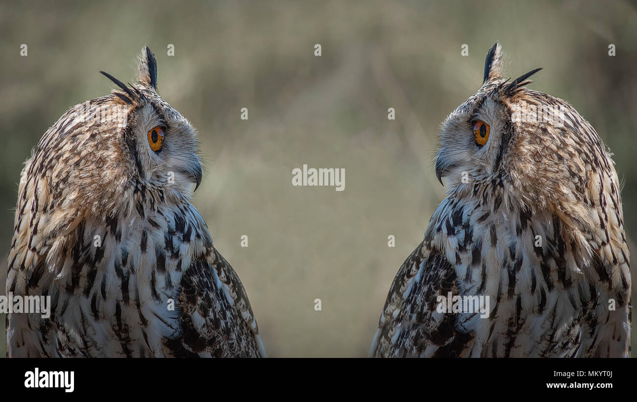 a close up profile portrait of a Mirror image of a bengal eagle owl looking at each other Stock Photo