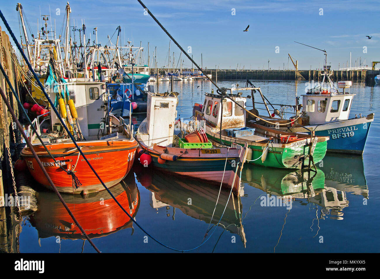 A group of small fishing vessels lit by the evening sun at moorings in Scarborough harbour. Stock Photo