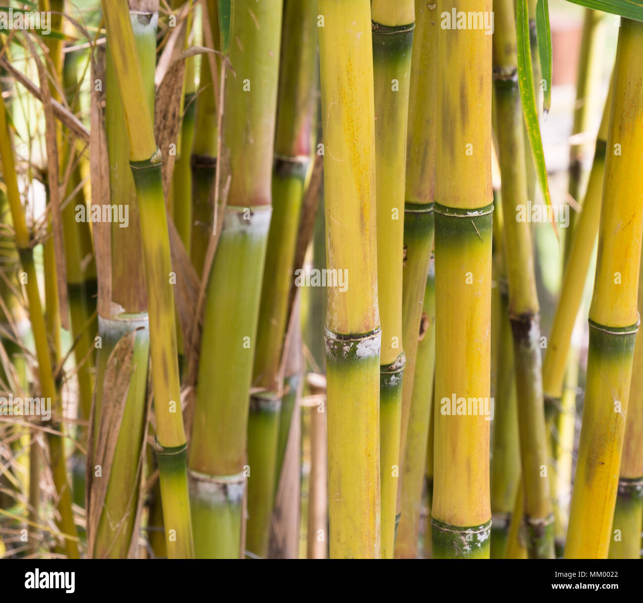 Bamboo Chusquea macrostachya Stock Photo