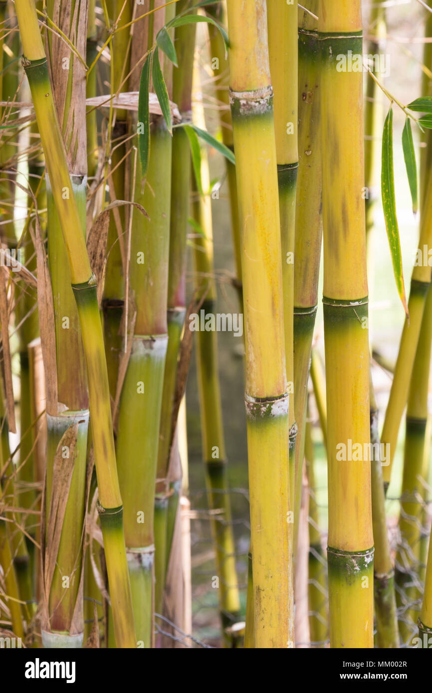 Bamboo Chusquea macrostachya Stock Photo