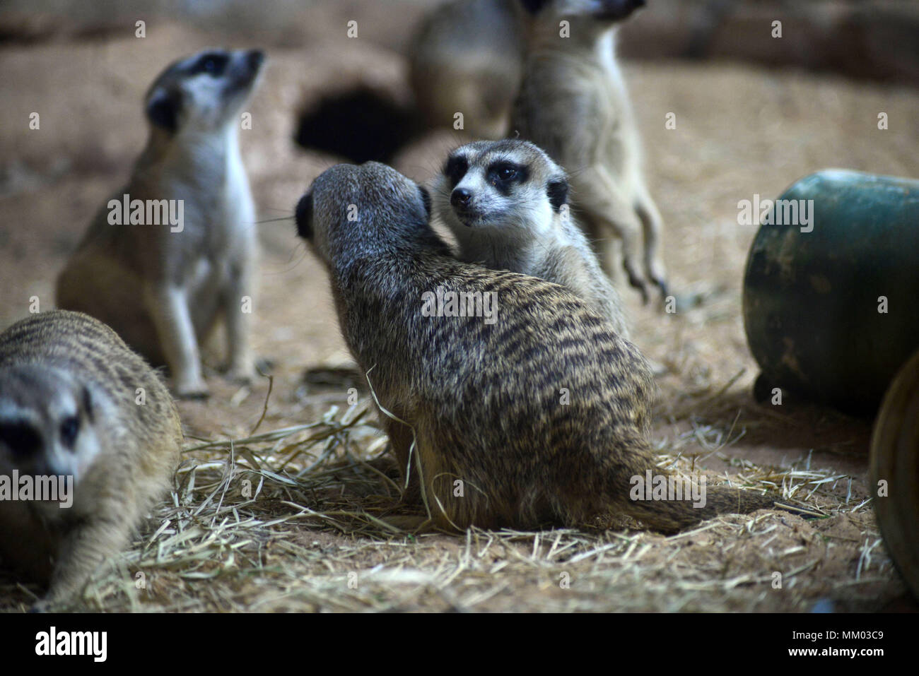 May 9, 2018 - SÃ£O Paulo, SÃ£o Paulo, Brazil - SAO PAULO SP, SP 09/05/2018 SURICIES IN THE AQUARIUM OF SP: Suricates are seen in the Aquarium of SÃ£o Paulo in the South Zone on Wednesday, 9th. The suricates are exclusively diurnal and live in colonies of up to 40 individuals, who construct a complicated system of tunnels underground, where they remain overnight. They have a longevity between 5 and 12 years, reaching up to 15 in captivity. Within the group, the animals take turns in the tasks of guarding and protecting the children of the community. The social system of the suricates is complex Stock Photo