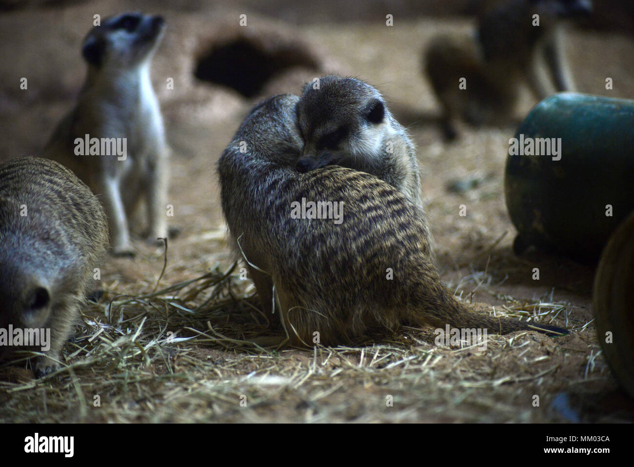 May 9, 2018 - SÃ£O Paulo, SÃ£o Paulo, Brazil - SAO PAULO SP, SP 09/05/2018 SURICIES IN THE AQUARIUM OF SP: Suricates are seen in the Aquarium of SÃ£o Paulo in the South Zone on Wednesday, 9th. The suricates are exclusively diurnal and live in colonies of up to 40 individuals, who construct a complicated system of tunnels underground, where they remain overnight. They have a longevity between 5 and 12 years, reaching up to 15 in captivity. Within the group, the animals take turns in the tasks of guarding and protecting the children of the community. The social system of the suricates is complex Stock Photo