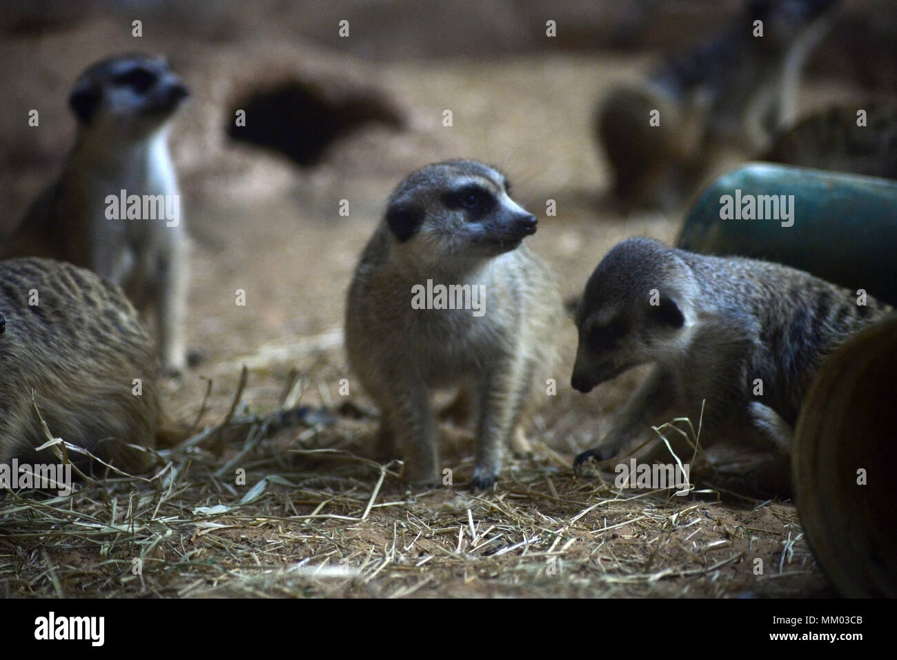 May 9, 2018 - SÃ£O Paulo, SÃ£o Paulo, Brazil - SAO PAULO SP, SP 09/05/2018 SURICIES IN THE AQUARIUM OF SP: Suricates are seen in the Aquarium of SÃ£o Paulo in the South Zone on Wednesday, 9th. The suricates are exclusively diurnal and live in colonies of up to 40 individuals, who construct a complicated system of tunnels underground, where they remain overnight. They have a longevity between 5 and 12 years, reaching up to 15 in captivity. Within the group, the animals take turns in the tasks of guarding and protecting the children of the community. The social system of the suricates is complex Stock Photo