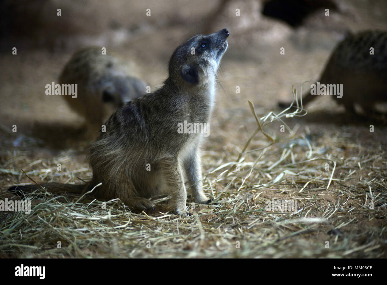 May 9, 2018 - SÃ£O Paulo, SÃ£o Paulo, Brazil - SAO PAULO SP, SP 09/05/2018 SURICIES IN THE AQUARIUM OF SP: Suricates are seen in the Aquarium of SÃ£o Paulo in the South Zone on Wednesday, 9th. The suricates are exclusively diurnal and live in colonies of up to 40 individuals, who construct a complicated system of tunnels underground, where they remain overnight. They have a longevity between 5 and 12 years, reaching up to 15 in captivity. Within the group, the animals take turns in the tasks of guarding and protecting the children of the community. The social system of the suricates is complex Stock Photo