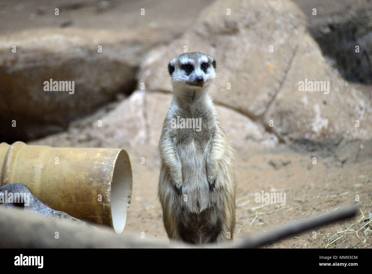 May 9, 2018 - SÃ£O Paulo, SÃ£o Paulo, Brazil - SAO PAULO SP, SP 09/05/2018 SURICIES IN THE AQUARIUM OF SP: Suricates are seen in the Aquarium of SÃ£o Paulo in the South Zone on Wednesday, 9th. The suricates are exclusively diurnal and live in colonies of up to 40 individuals, who construct a complicated system of tunnels underground, where they remain overnight. They have a longevity between 5 and 12 years, reaching up to 15 in captivity. Within the group, the animals take turns in the tasks of guarding and protecting the children of the community. The social system of the suricates is complex Stock Photo