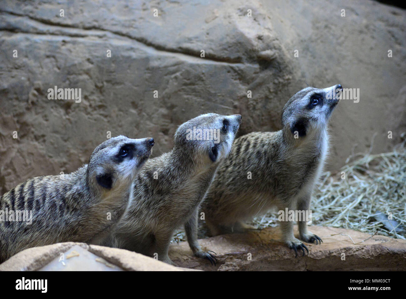 Animals live underground hi-res stock photography and images - Alamy