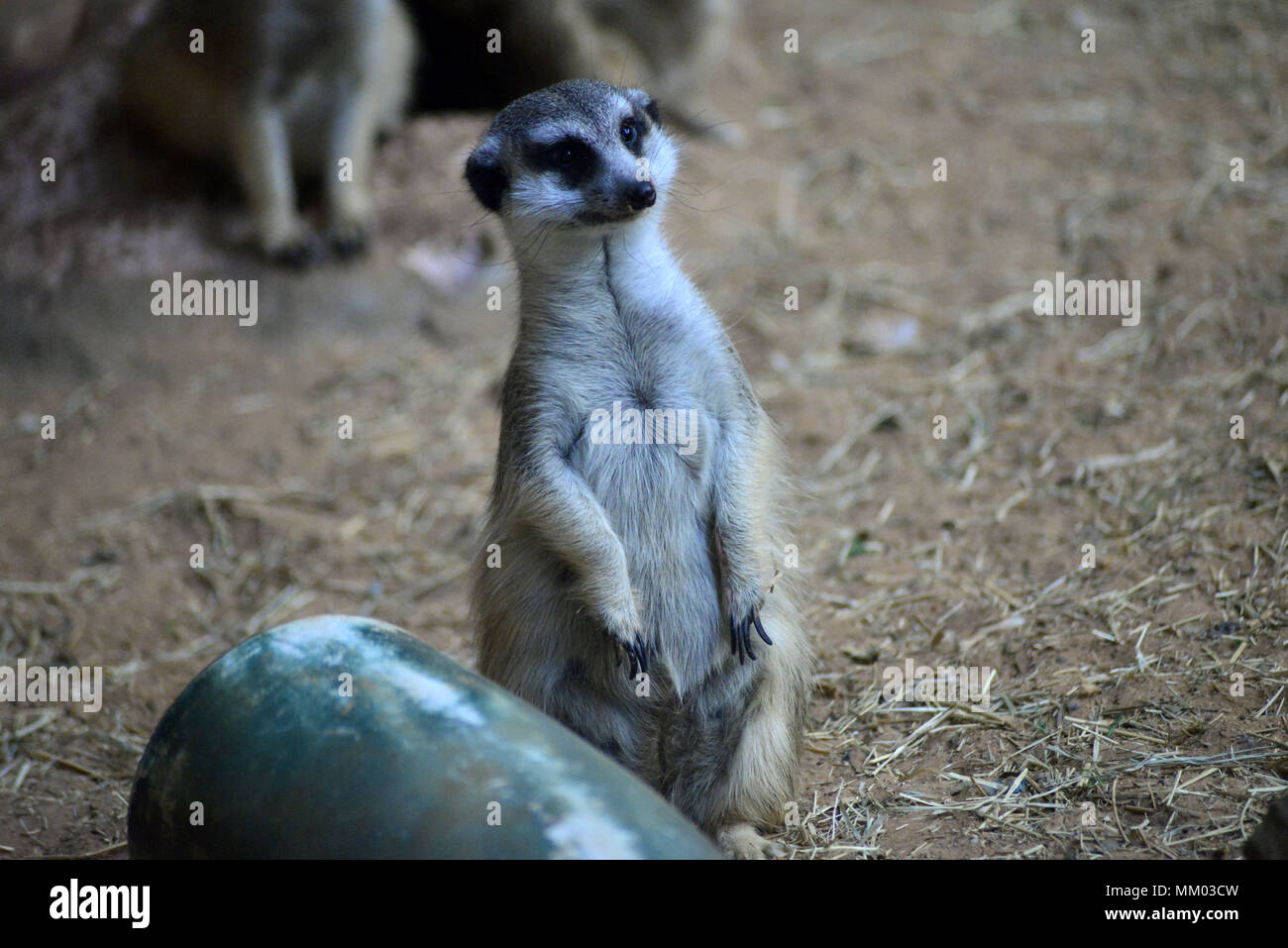 May 9, 2018 - SÃ£O Paulo, SÃ£o Paulo, Brazil - SAO PAULO SP, SP 09/05/2018 SURICIES IN THE AQUARIUM OF SP: Suricates are seen in the Aquarium of SÃ£o Paulo in the South Zone on Wednesday, 9th. The suricates are exclusively diurnal and live in colonies of up to 40 individuals, who construct a complicated system of tunnels underground, where they remain overnight. They have a longevity between 5 and 12 years, reaching up to 15 in captivity. Within the group, the animals take turns in the tasks of guarding and protecting the children of the community. The social system of the suricates is complex Stock Photo