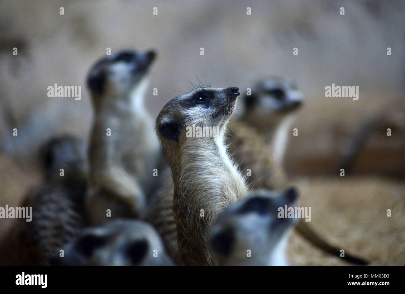 May 9, 2018 - SÃ£O Paulo, SÃ£o Paulo, Brazil - SAO PAULO SP, SP 09/05/2018 SURICIES IN THE AQUARIUM OF SP: Suricates are seen in the Aquarium of SÃ£o Paulo in the South Zone on Wednesday, 9th. The suricates are exclusively diurnal and live in colonies of up to 40 individuals, who construct a complicated system of tunnels underground, where they remain overnight. They have a longevity between 5 and 12 years, reaching up to 15 in captivity. Within the group, the animals take turns in the tasks of guarding and protecting the children of the community. The social system of the suricates is complex Stock Photo