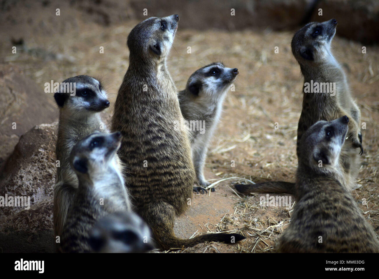 May 9, 2018 - SÃ£O Paulo, SÃ£o Paulo, Brazil - SAO PAULO SP, SP 09/05/2018 SURICIES IN THE AQUARIUM OF SP: Suricates are seen in the Aquarium of SÃ£o Paulo in the South Zone on Wednesday, 9th. The suricates are exclusively diurnal and live in colonies of up to 40 individuals, who construct a complicated system of tunnels underground, where they remain overnight. They have a longevity between 5 and 12 years, reaching up to 15 in captivity. Within the group, the animals take turns in the tasks of guarding and protecting the children of the community. The social system of the suricates is complex Stock Photo