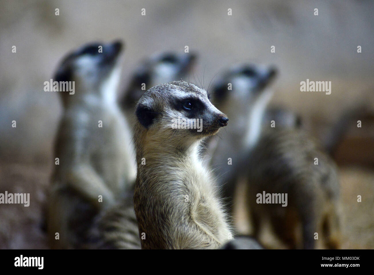 May 9, 2018 - SÃ£O Paulo, SÃ£o Paulo, Brazil - SAO PAULO SP, SP 09/05/2018 SURICIES IN THE AQUARIUM OF SP: Suricates are seen in the Aquarium of SÃ£o Paulo in the South Zone on Wednesday, 9th. The suricates are exclusively diurnal and live in colonies of up to 40 individuals, who construct a complicated system of tunnels underground, where they remain overnight. They have a longevity between 5 and 12 years, reaching up to 15 in captivity. Within the group, the animals take turns in the tasks of guarding and protecting the children of the community. The social system of the suricates is complex Stock Photo