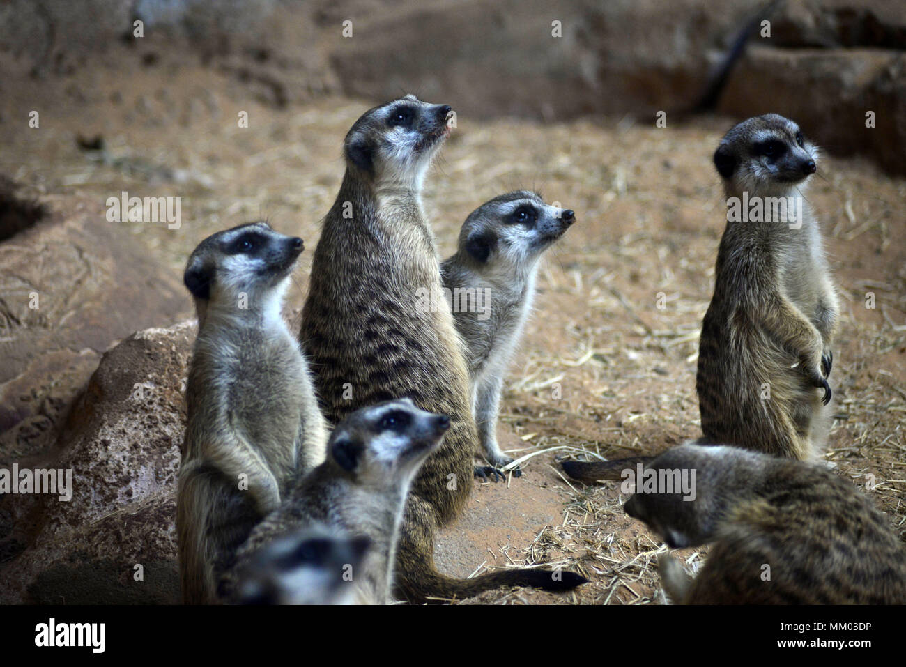 May 9, 2018 - SÃ£O Paulo, SÃ£o Paulo, Brazil - SAO PAULO SP, SP 09/05/2018 SURICIES IN THE AQUARIUM OF SP: Suricates are seen in the Aquarium of SÃ£o Paulo in the South Zone on Wednesday, 9th. The suricates are exclusively diurnal and live in colonies of up to 40 individuals, who construct a complicated system of tunnels underground, where they remain overnight. They have a longevity between 5 and 12 years, reaching up to 15 in captivity. Within the group, the animals take turns in the tasks of guarding and protecting the children of the community. The social system of the suricates is complex Stock Photo