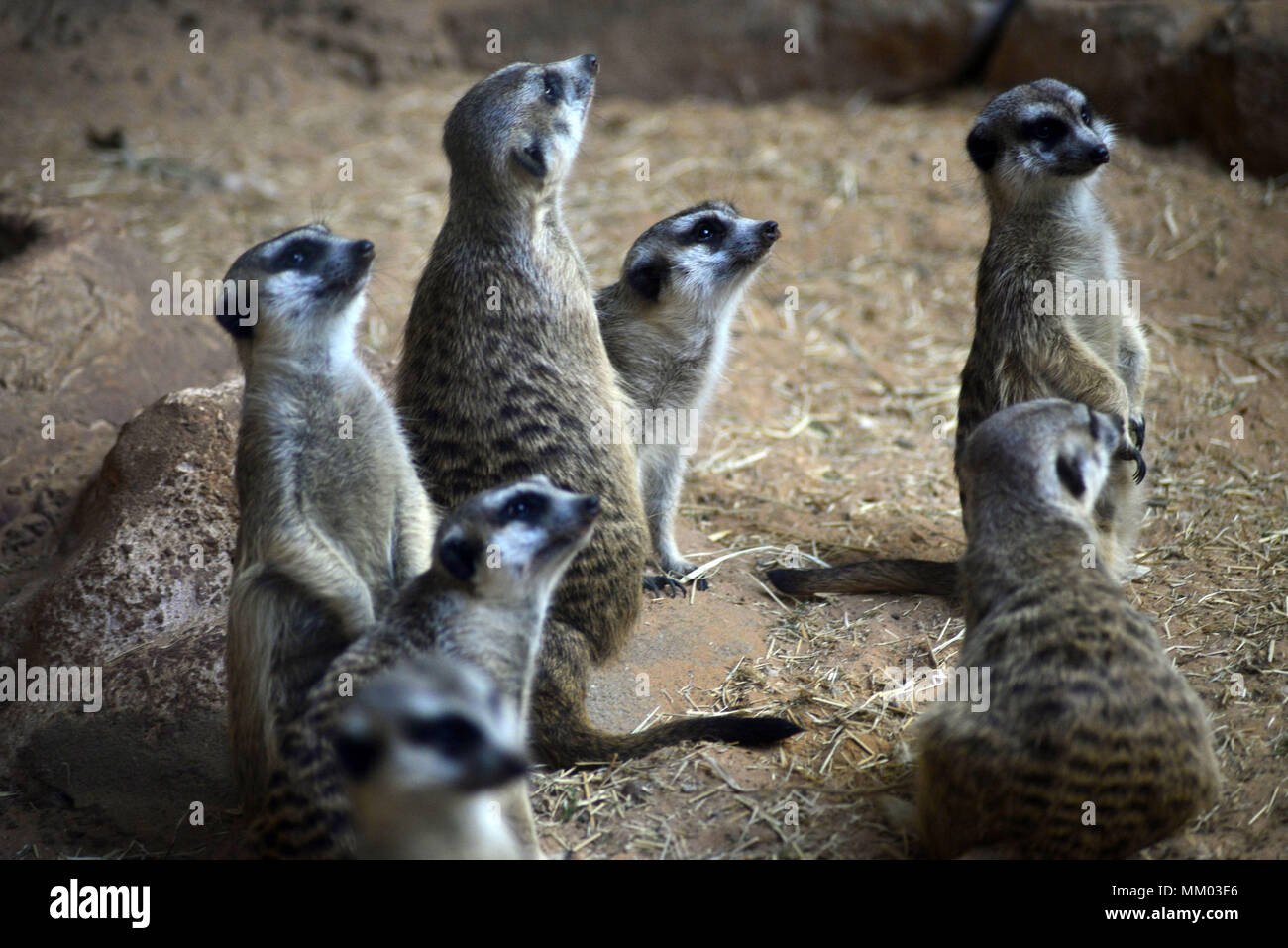 May 9, 2018 - SÃ£O Paulo, SÃ£o Paulo, Brazil - SAO PAULO SP, SP 09/05/2018 SURICIES IN THE AQUARIUM OF SP: Suricates are seen in the Aquarium of SÃ£o Paulo in the South Zone on Wednesday, 9th. The suricates are exclusively diurnal and live in colonies of up to 40 individuals, who construct a complicated system of tunnels underground, where they remain overnight. They have a longevity between 5 and 12 years, reaching up to 15 in captivity. Within the group, the animals take turns in the tasks of guarding and protecting the children of the community. The social system of the suricates is complex Stock Photo