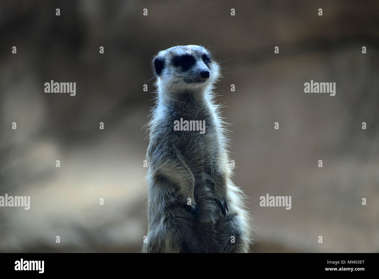 May 9, 2018 - SÃ£O Paulo, SÃ£o Paulo, Brazil - SAO PAULO SP, SP 09/05/2018 SURICIES IN THE AQUARIUM OF SP: Suricates are seen in the Aquarium of SÃ£o Paulo in the South Zone on Wednesday, 9th. The suricates are exclusively diurnal and live in colonies of up to 40 individuals, who construct a complicated system of tunnels underground, where they remain overnight. They have a longevity between 5 and 12 years, reaching up to 15 in captivity. Within the group, the animals take turns in the tasks of guarding and protecting the children of the community. The social system of the suricates is complex Stock Photo