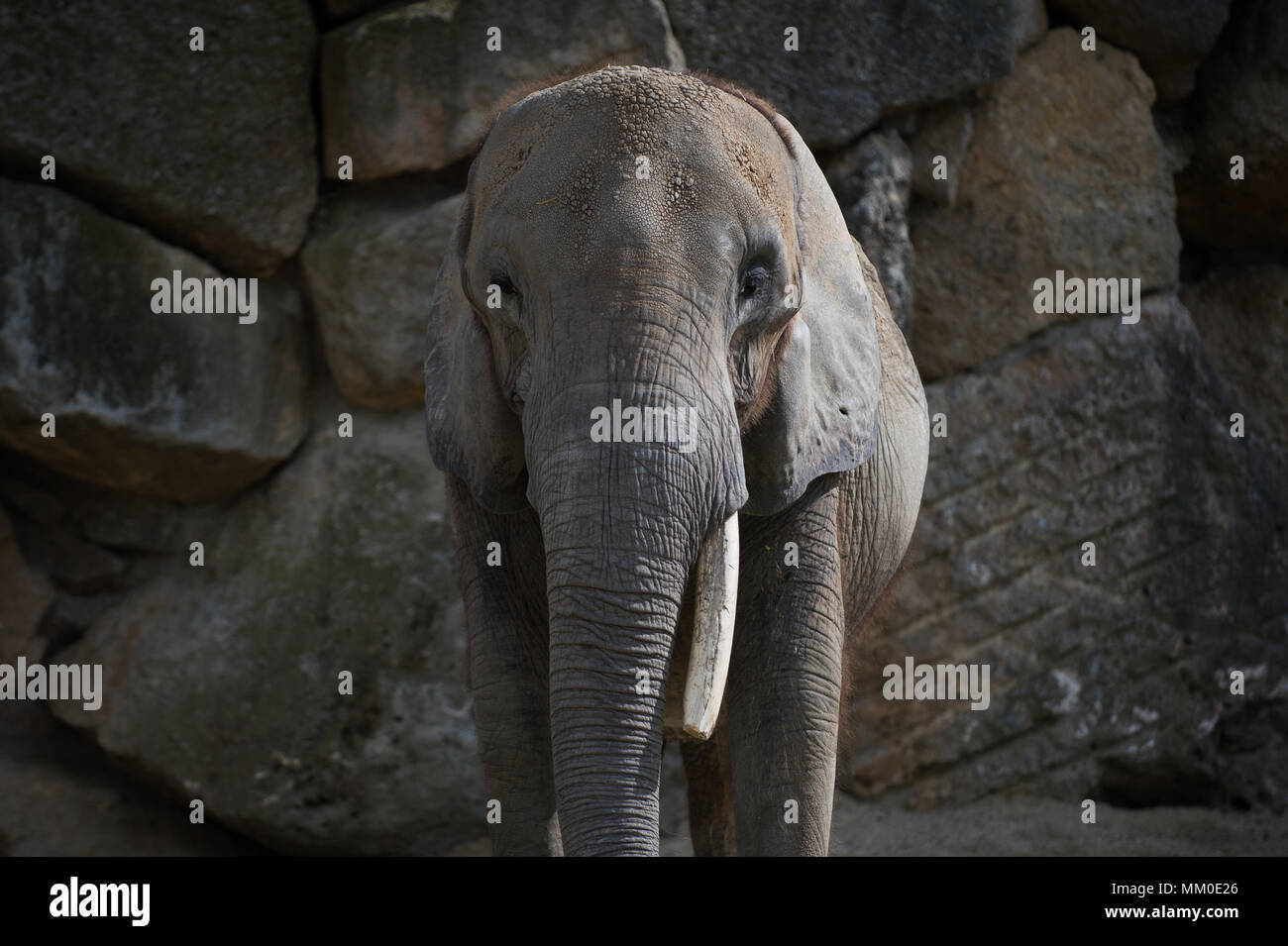 An African Elephant is seen at Tiergarten Schoenbrunn Zoo in Vienna. The Tiergarten Schoenbrunn Zoo was founded in 1752, and it is the oldest operating zoo in the world. Stock Photo