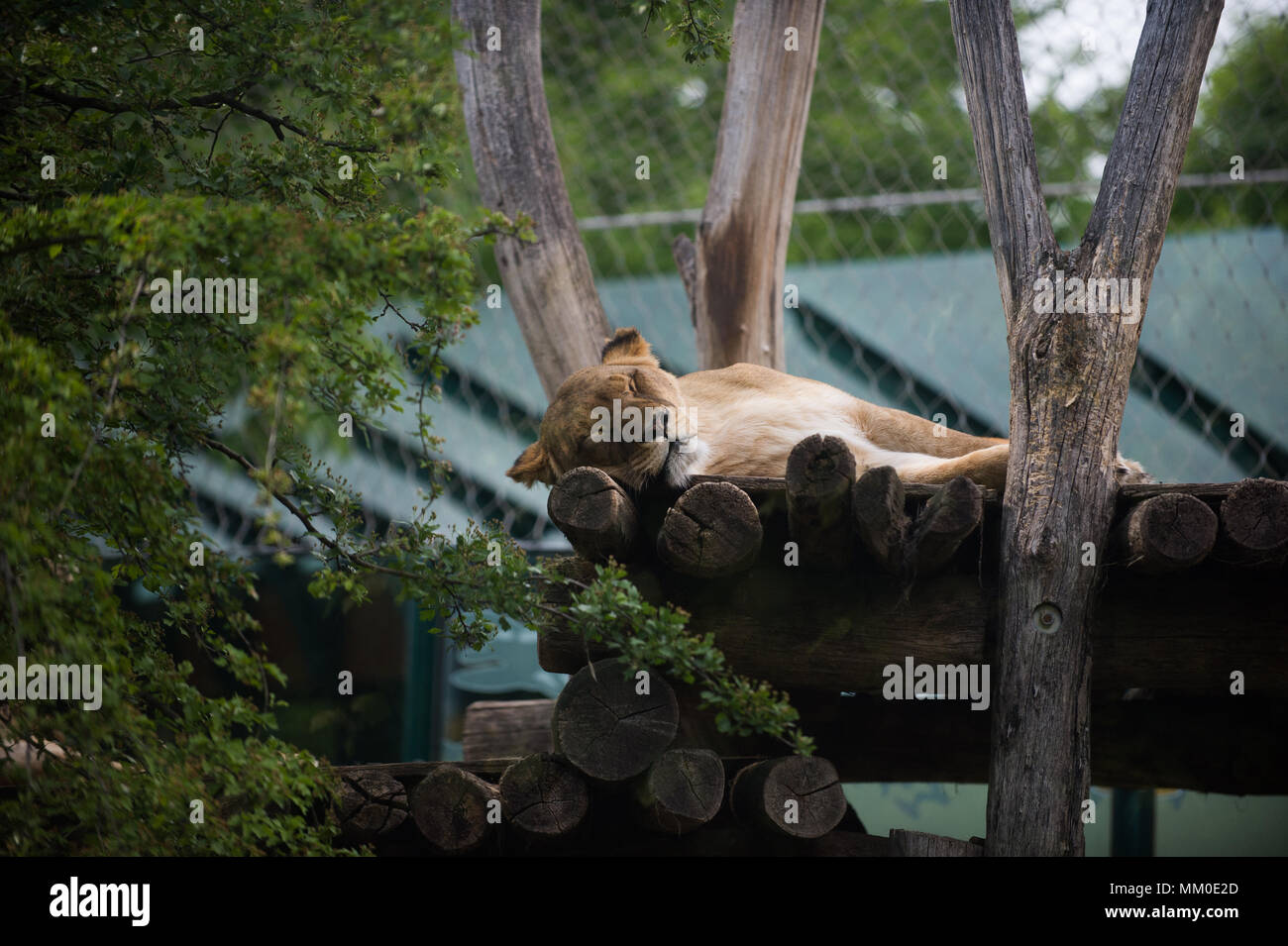 A lion takes a nap at Tiergarten Schoenbrunn Zoo in Vienna. The Tiergarten Schoenbrunn Zoo was founded in 1752, and it is the oldest operating zoo in the world. Stock Photo