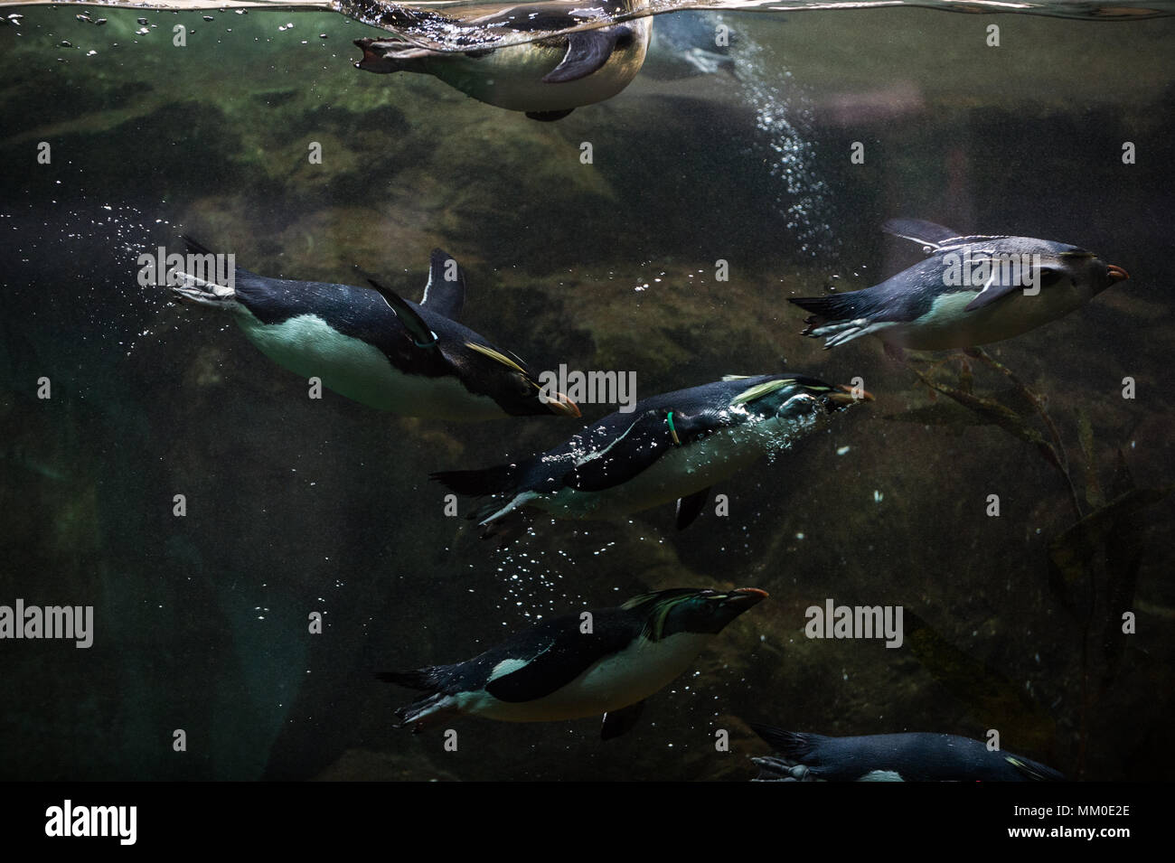 Northern rockhopper penguins are seen as they swim in their inclosure at Tiergarten Schoenbrunn Zoo in Vienna. The Tiergarten Schoenbrunn Zoo was founded in 1752, and it is the oldest operating zoo in the world. Stock Photo