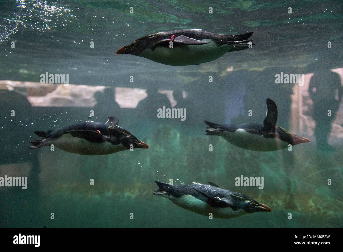 Northern rockhopper penguins are seen as they swim in their inclosure at Tiergarten Schoenbrunn Zoo in Vienna. The Tiergarten Schoenbrunn Zoo was founded in 1752, and it is the oldest operating zoo in the world. Stock Photo