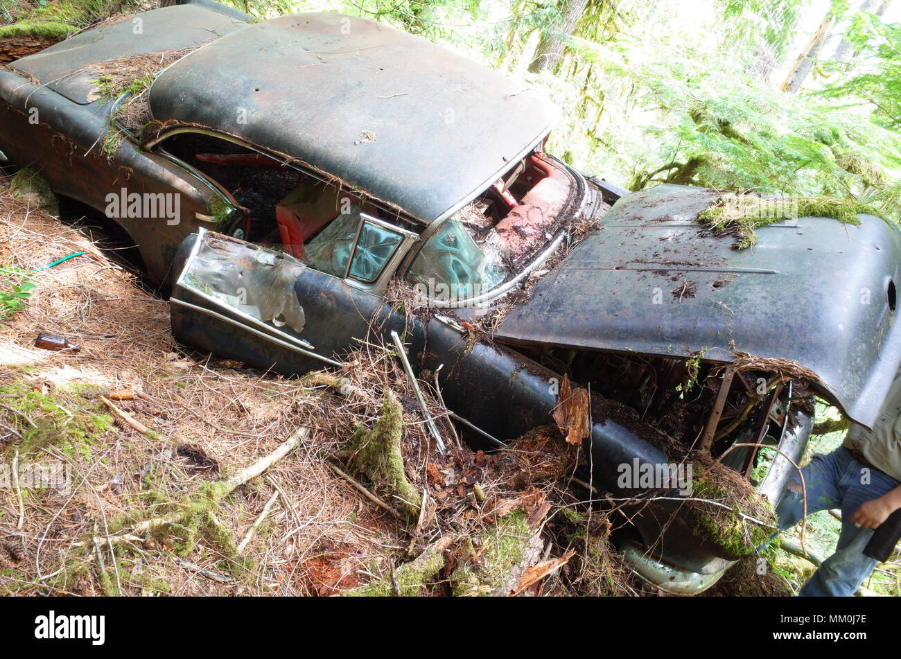 Oldsmobile in the woods 1956 Super 88 Stock Photo