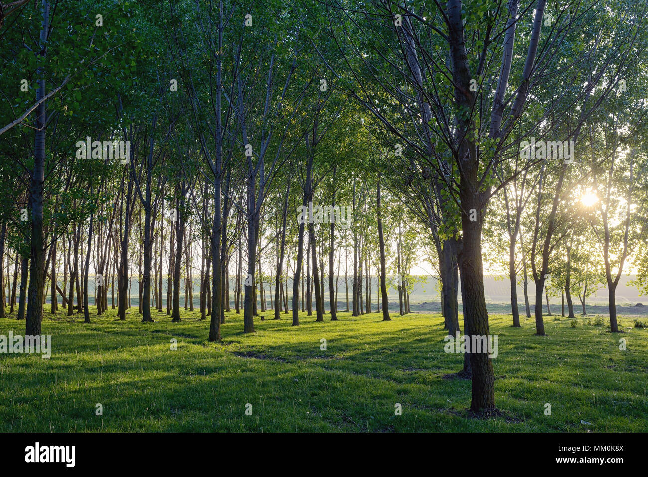 Spring Sun Through Trees Sun beams pour through trees in spring forest Stock Photo - Alamy
