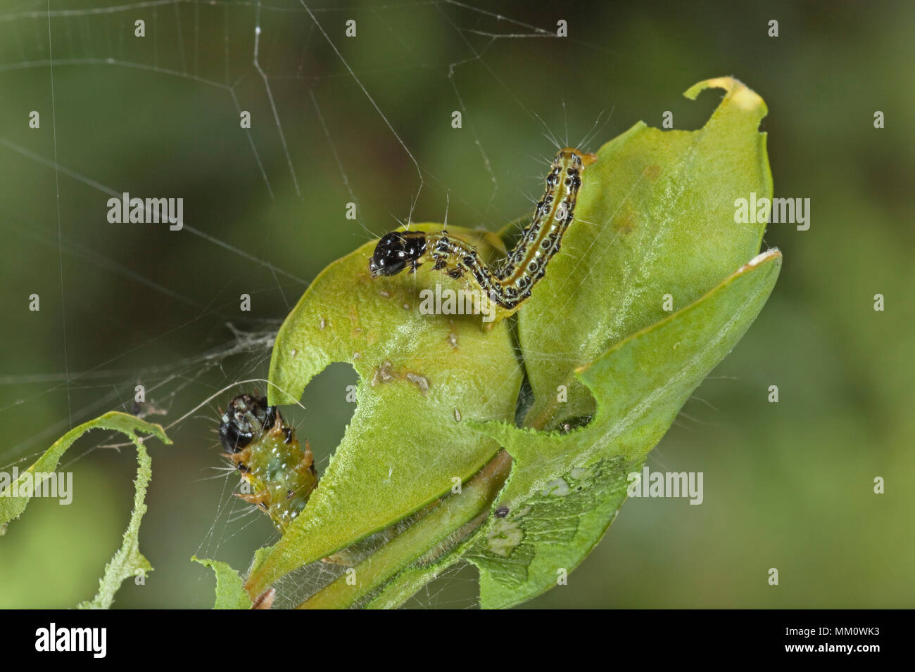 Box Tree Moth Cydalima Perspectalis Caterpillars Devouring Boxwood Burgundy France 71 On 17 07 17 Stock Photo Alamy