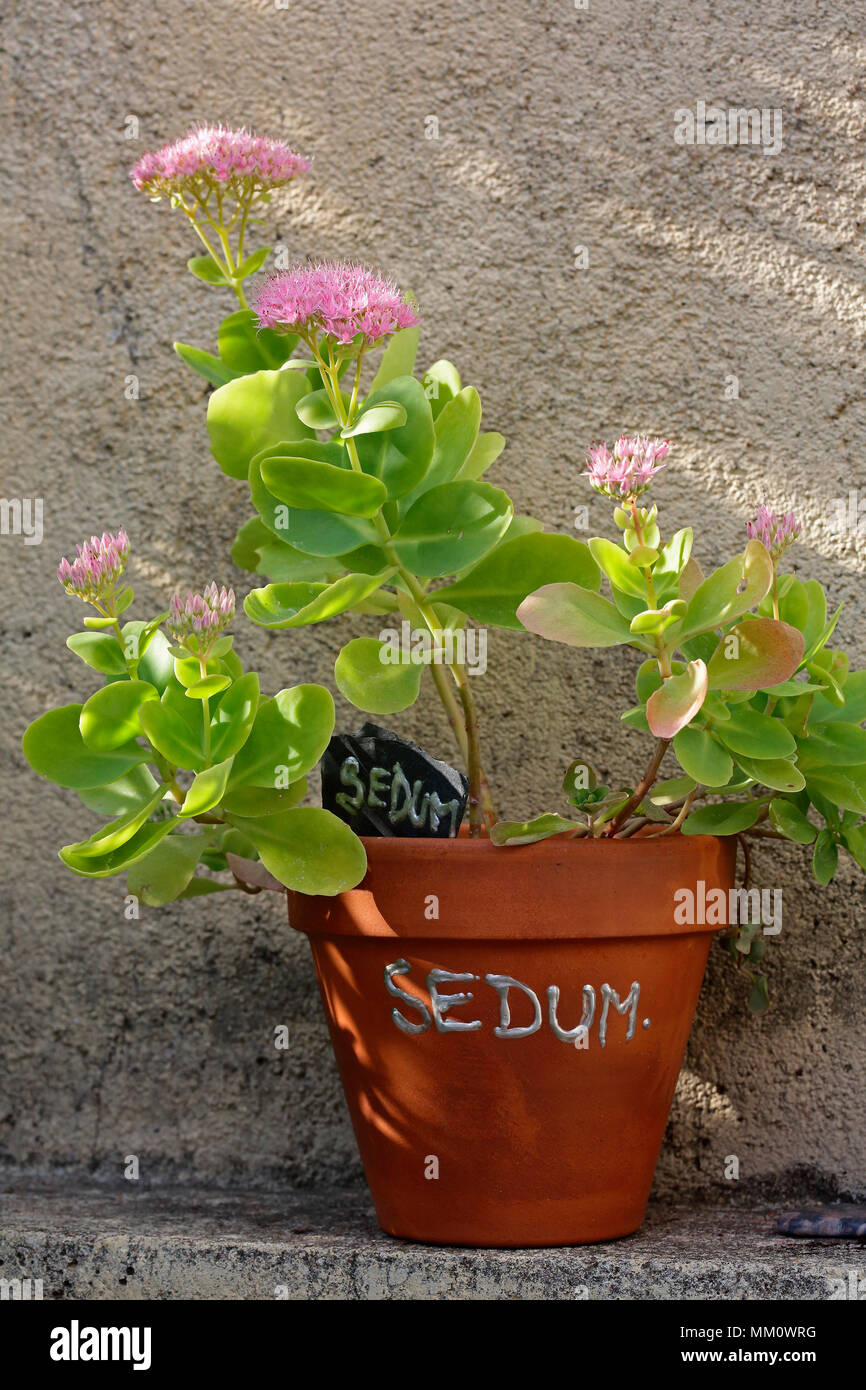 Showy stonecrop (Sedum spectabile) in pot Stock Photo - Alamy