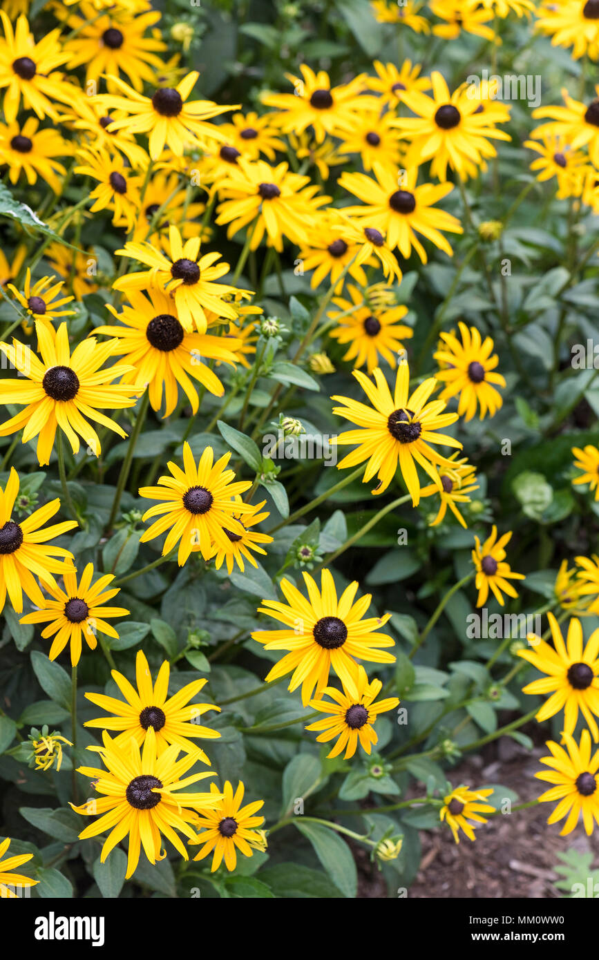 Black-eyed Susan 'Indian Summer' in bloom in a garden Stock Photo - Alamy