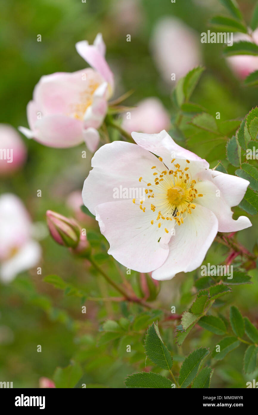 rose (Rosa spinosissima Stock Photo Alamy