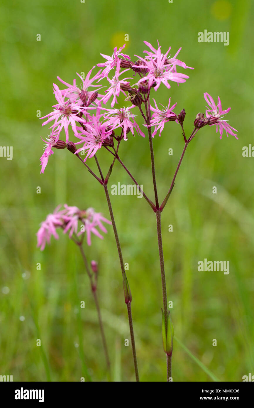 Silene silene sp hi-res stock photography and images - Page 2 - Alamy
