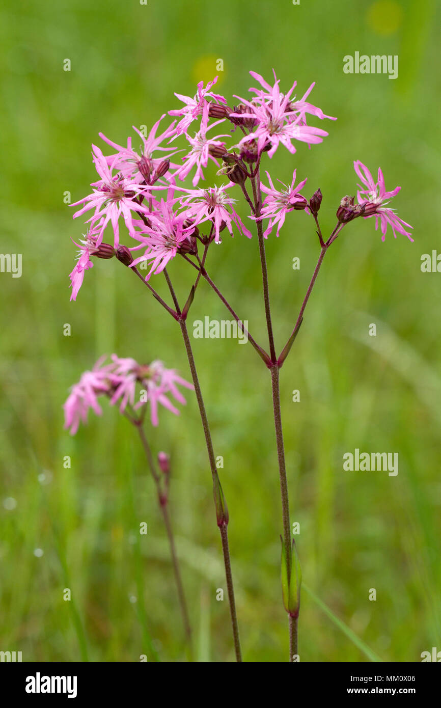 Ragged-robin (Lychnis flos-cuculi Stock Photo - Alamy