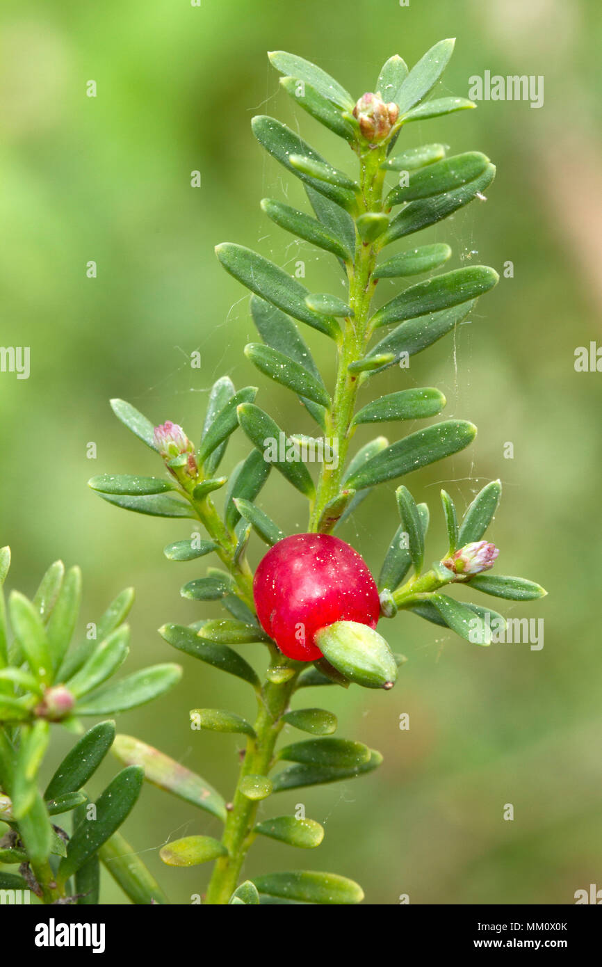 Alpine plum pine (Podocarpus lawrencei). Syn.: Podocarpus alpinus Stock Photo