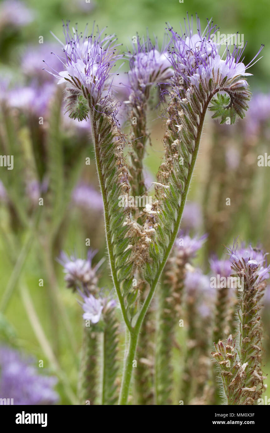 Scorpionweed (Phacelia tanacetifolia Stock Photo Alamy