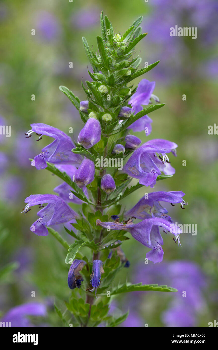 Moldavian Balm (Dracocephalum Moldavica Stock Photo - Alamy